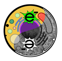Electron Microscopy (EM)